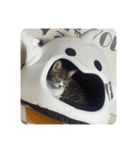 猫好きさんの為のスタンプ、ルナ編（個別スタンプ：12）