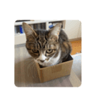 猫好きさんの為のスタンプ、ルナ編（個別スタンプ：15）
