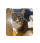 猫好きさんの為のスタンプ、ルナ編（個別スタンプ：16）