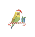 冬のほっこりインコのクリスマススタンプ（個別スタンプ：1）