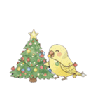 冬のほっこりインコのクリスマススタンプ（個別スタンプ：16）
