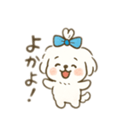 ちょんまげマルチーズ♡博多生まれ（個別スタンプ：1）