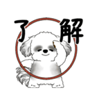 飛び出すB＆Wシーズー犬 「よく使う言葉」（個別スタンプ：4）