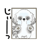 飛び出すB＆Wシーズー犬 「よく使う言葉」（個別スタンプ：5）