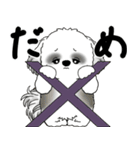 飛び出すB＆Wシーズー犬 「よく使う言葉」（個別スタンプ：8）