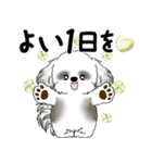 飛び出すB＆Wシーズー犬 「よく使う言葉」（個別スタンプ：9）