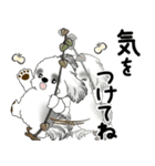 飛び出すB＆Wシーズー犬 「よく使う言葉」（個別スタンプ：10）