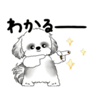 飛び出すB＆Wシーズー犬 「よく使う言葉」（個別スタンプ：16）