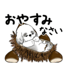 飛び出すB＆Wシーズー犬 「よく使う言葉」（個別スタンプ：24）