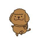 かわいい トイプーさん（個別スタンプ：1）