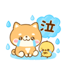 豆柴日和♡かわいい柴犬（個別スタンプ：9）