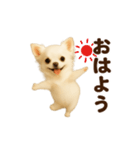 踊る♡チワワ（個別スタンプ：1）