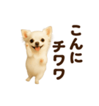 踊る♡チワワ（個別スタンプ：2）