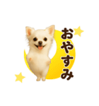 踊る♡チワワ（個別スタンプ：3）