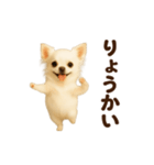 踊る♡チワワ（個別スタンプ：5）