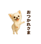 踊る♡チワワ（個別スタンプ：7）