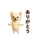 踊る♡チワワ（個別スタンプ：8）