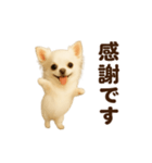 踊る♡チワワ（個別スタンプ：9）