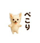 踊る♡チワワ（個別スタンプ：11）