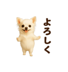 踊る♡チワワ（個別スタンプ：12）