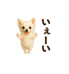 踊る♡チワワ（個別スタンプ：13）