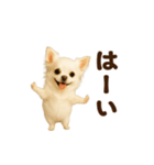 踊る♡チワワ（個別スタンプ：14）