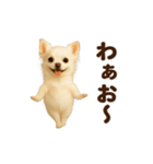 踊る♡チワワ（個別スタンプ：17）