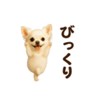 踊る♡チワワ（個別スタンプ：18）