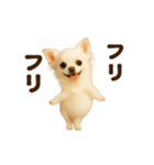 踊る♡チワワ（個別スタンプ：19）