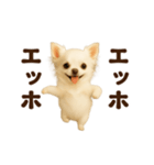 踊る♡チワワ（個別スタンプ：20）