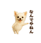 踊る♡チワワ（個別スタンプ：21）