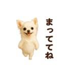 踊る♡チワワ（個別スタンプ：22）