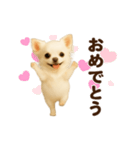 踊る♡チワワ（個別スタンプ：23）