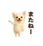 踊る♡チワワ（個別スタンプ：24）