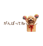 ちびトイプードルの小さいスタンプ（個別スタンプ：26）