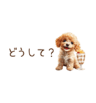 ちびトイプードルの小さいスタンプ（個別スタンプ：30）