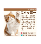 架空猫にゃんこ図鑑（個別スタンプ：1）