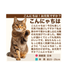架空猫にゃんこ図鑑（個別スタンプ：2）