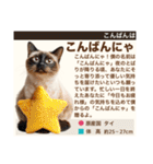 架空猫にゃんこ図鑑（個別スタンプ：3）