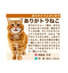 架空猫にゃんこ図鑑（個別スタンプ：6）