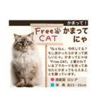 架空猫にゃんこ図鑑（個別スタンプ：8）