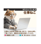 架空猫にゃんこ図鑑（個別スタンプ：11）