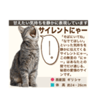 架空猫にゃんこ図鑑（個別スタンプ：13）