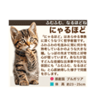 架空猫にゃんこ図鑑（個別スタンプ：25）