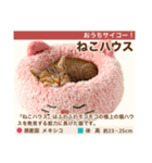 架空猫にゃんこ図鑑（個別スタンプ：27）