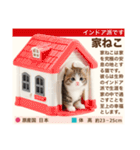 架空猫にゃんこ図鑑（個別スタンプ：28）