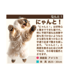 架空猫にゃんこ図鑑（個別スタンプ：29）