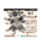 架空猫にゃんこ図鑑（個別スタンプ：32）