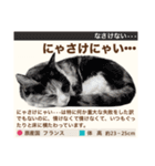 架空猫にゃんこ図鑑（個別スタンプ：33）