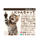 架空猫にゃんこ図鑑（個別スタンプ：37）